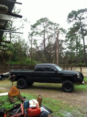 Gator 03
