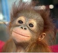 monkey