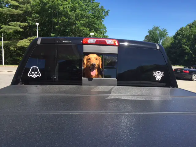 Dogs sticking their heads out the rear window