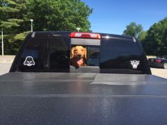 Gus   Head Out rear window Of Denali   Summer 2015