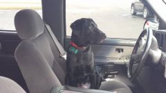 The dog learning to drive.