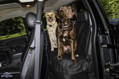 CanineCover_Review01.jpg