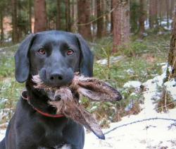 dog_rabbit_in_mouth.jpg