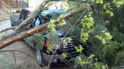 TreeHitsProjectSierra.jpg