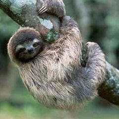 slothy