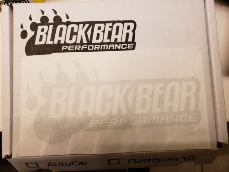 blackbear 3.jpg