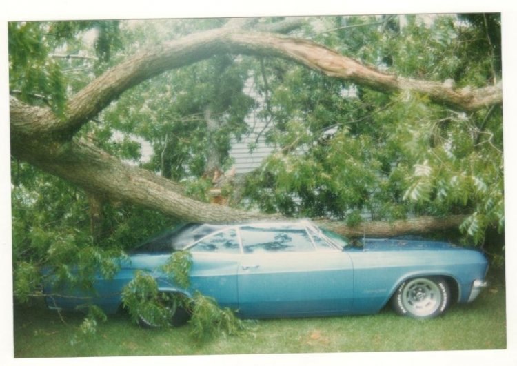 Tree Impala 004.jpg