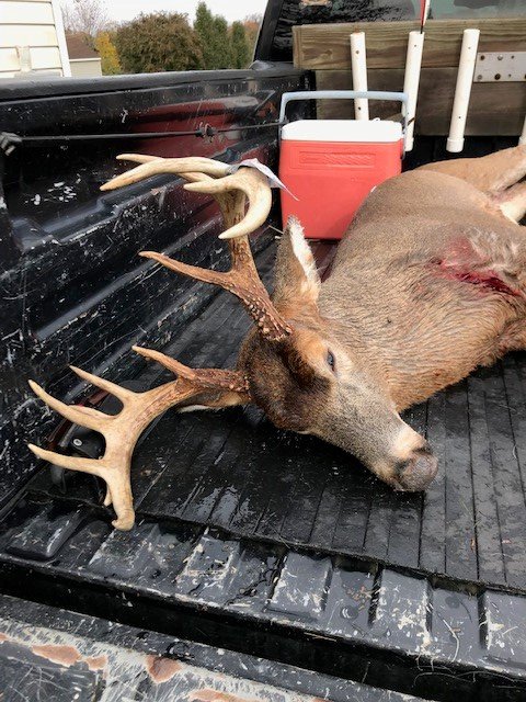 deer3.jpg.97e72f524c9e50bf92ebf495ec9b92f8.jpg