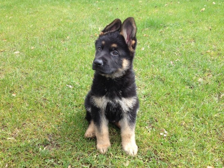 shepherd pup.jpg