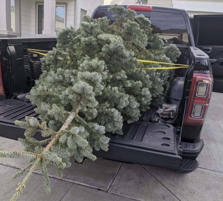 tree2.JPG