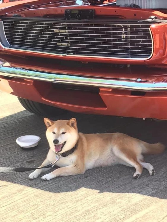 Jeannie-Mustang.JPG