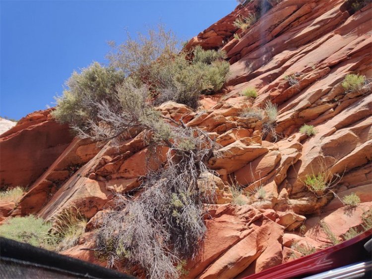 Zion-Looking-Almost-Straigh.jpg