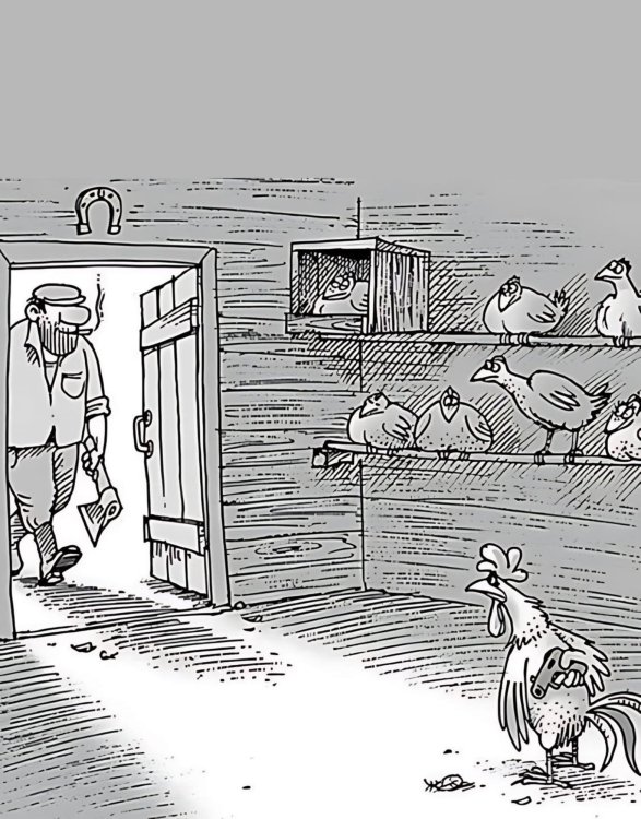 rooster.jpg