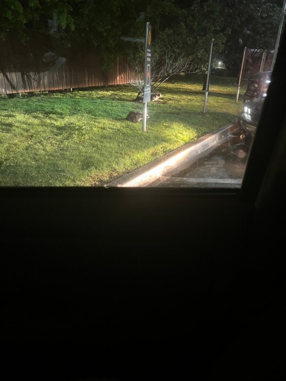 curbsidecoon.jpeg